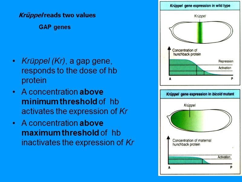 Krüppel reads two values Krüppel (Kr), a gap gene, responds to Krüppel reads two values Krüppel (Kr), a gap gene, responds to